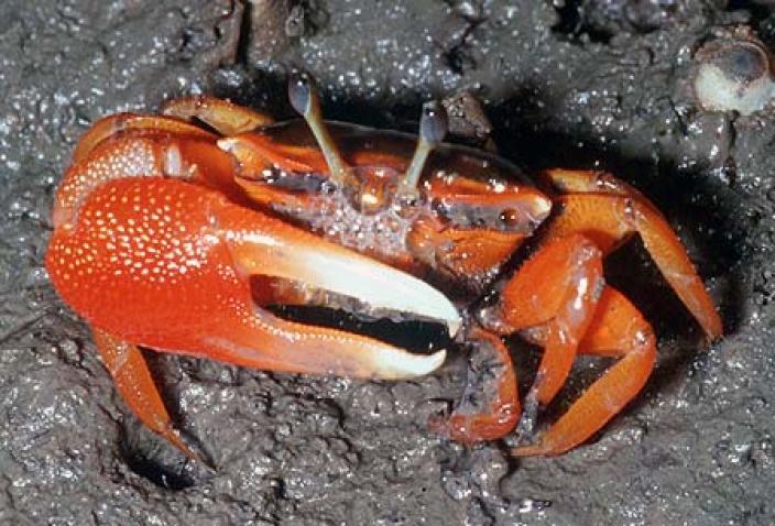Image of “Darwin Red Legs” Fiddler Crab (Uca flammula).